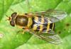 Syrphus ribesii